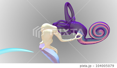 In the inner ear, sound waves move into a fluid-filled, spiral bone called the cochlea. 104005079