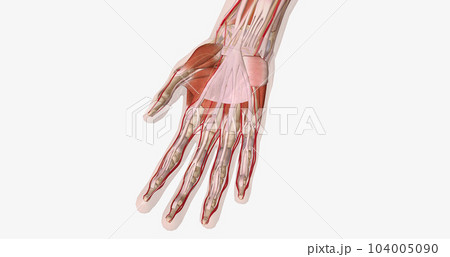 The palmar aponeurosis or fascia is a thick layer of connective tissue found in the palm of the hand. 104005090
