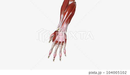 Hand Grip is the action of grasping and manipulating objects. Hand Grip is the action of grasping and manipulating objects. 104005102