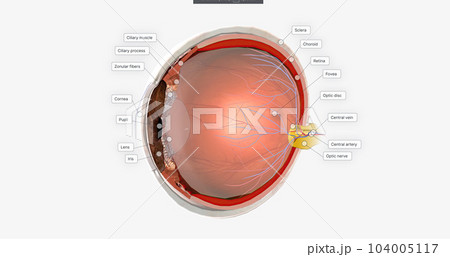 The Eye Sagittal Cross Section 104005117