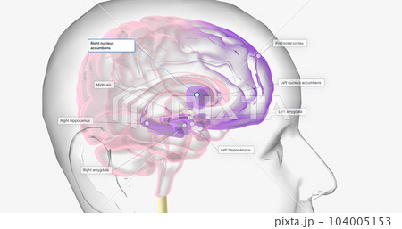 Reward Pathway in the Brain Reward Pathway in the Brain 104005153