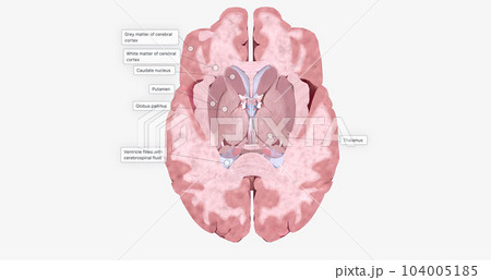 The Brain Transverse (Axial) Cross Sectionのイラスト素材 [104005185] - PIXTA