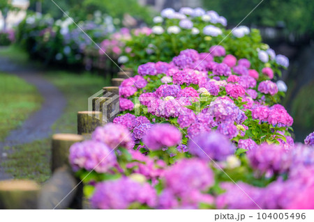 綾南公園のアジサイ 104005496