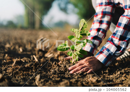 Hands holding and caring a green young plant. Care about environment. in sun light.. Hands holding and caring a green young plant. Care about environment. in sun light.. 104005562