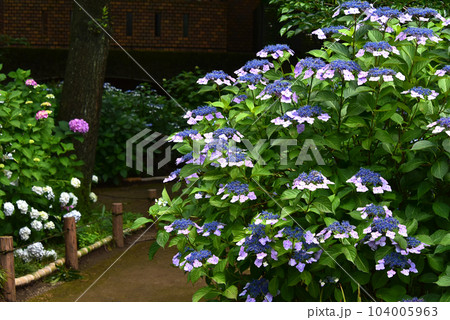 紫陽花の咲く小径 104005963