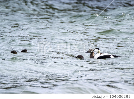 Common Eiders family training their ducklings on the Atlantic Ocean 104006293