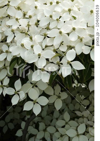 咲きました満開の真っ白なヤマボウシの花 104006639