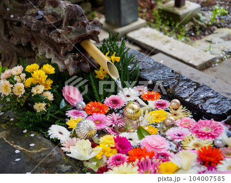 神社の花手水 神社の花手水 104007585