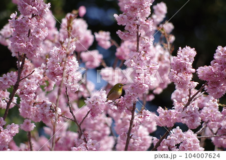 桜とめじろ 桜とめじろ 104007624