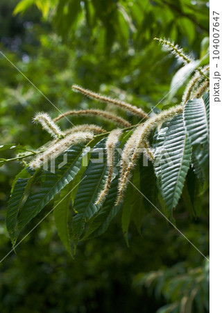 栗の花　 104007647