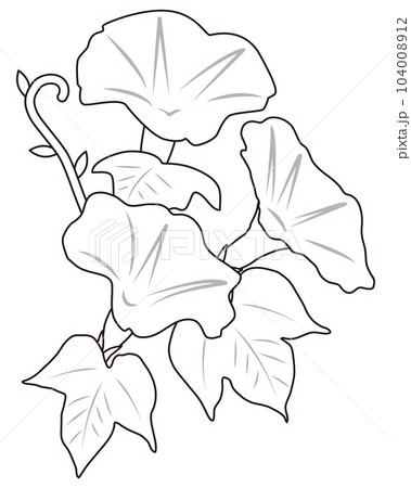 朝顔　線画 104008912