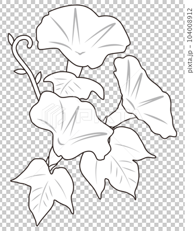 牽牛花畫 104008912