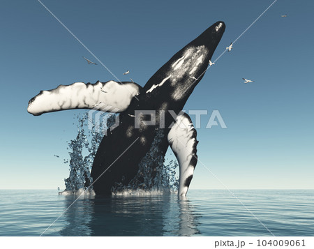 Humpback whale jumps out of the water 104009061