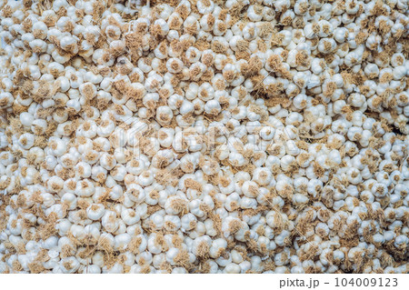 White garlic pile texture. Fresh garlic on market table closeup photo. Vitamin healthy food spice image. Spicy cooking ingredient picture. Pile of white garlic heads. White garlic head heap top view White garlic pile texture. Fresh garlic on market table closeup photo. Vitamin healthy food spice image. Spicy cooking ingredient picture. Pile of white garlic heads. White garlic head heap top view 104009123