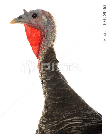 portrait turkey isolated on white background 104009263