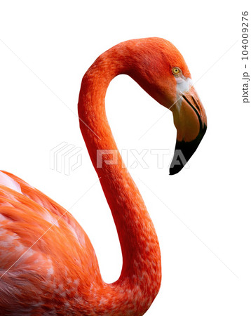 Flamingo portrait isolated on white background Flamingo portrait isolated on white background 104009276