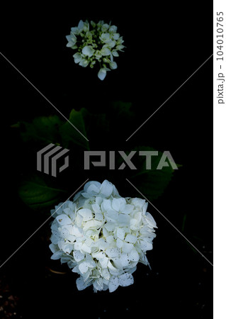 伊勢二見しょうぶロマンの森 伊勢二見しょうぶロマンの森 104010765