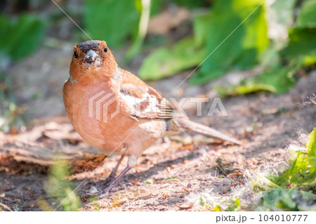 Common chaffinch, Fringilla coelebs, sits on the ground in spring. Common chaffinch in wildlife. 104010777
