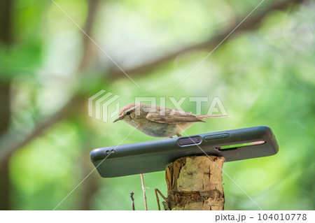 Common chiffchaff, lat. phylloscopus collybita, sitting on branch of bush in spring and looking for food Common chiffchaff, lat. phylloscopus collybita, sitting on branch of bush in spring and looking for food 104010778
