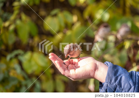 The boy feeds the birds with seeds from his hand. Sparrow eats seeds from the boy's hand 104010825
