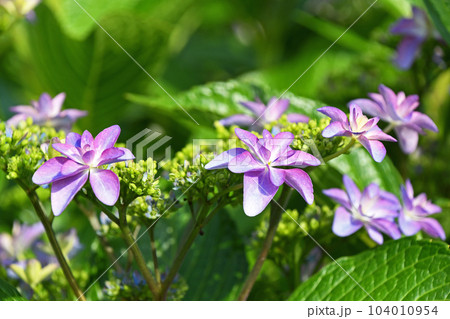 ガクアジサイ（額紫陽花） 104010954