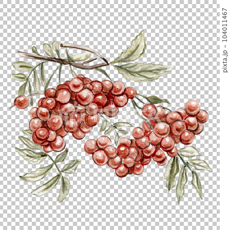 Autumn illustration of a red rowan. Hand drawn illustration of autumn. Perfect for scrapbooking, kids design, wedding invitation, posters, greetings cards, party decoration. Autumn illustration of a red rowan. Hand drawn illustration of autumn. Perfect for scrapbooking, kids design, wedding invitation, posters, greetings cards, party decoration. 104011467