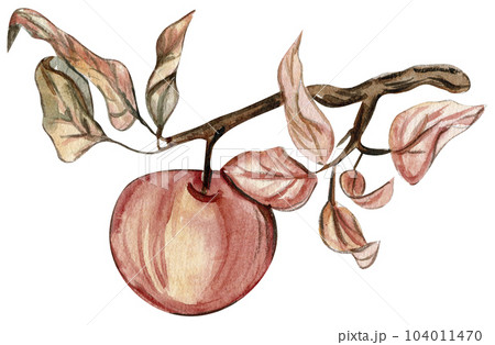 Autumn illustration of a withering apple tree. Hand drawn illustration of autumn. Perfect for scrapbooking, kids design, wedding invitation, posters, greetings cards, party decoration. 104011470