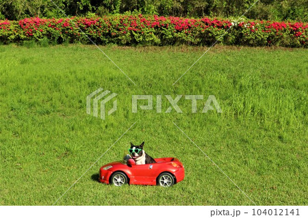 ツツジと新緑が綺麗な芝生広場で赤いスポーツカーに乗って喜ぶボストンテリアのマイティ君♡ 104012141