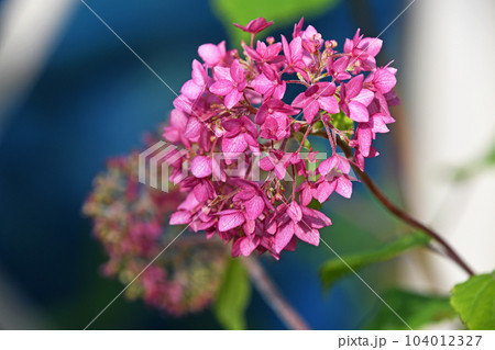 アジサイ(紫陽花) アジサイ(紫陽花) 104012327