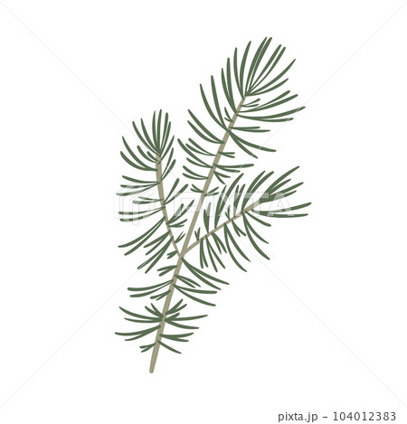 Vector fir branch isolated, evergreen tree, pine Vector fir branch isolated, evergreen tree, pine 104012383