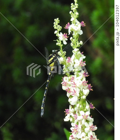 ヨーロッパ、北アフリカ等原産の帰化植物「シロバナモウズイカ」の花で休むサナエトンボ科のコオニヤンマ ヨーロッパ、北アフリカ等原産の帰化植物「シロバナモウズイカ」の花で休むサナエトンボ科のコオニヤンマ 104012397