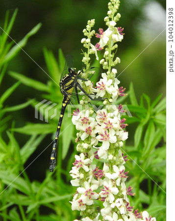 ヨーロッパ、北アフリカ等原産の帰化植物「シロバナモウズイカ」の花で休むサナエトンボ科のコオニヤンマ ヨーロッパ、北アフリカ等原産の帰化植物「シロバナモウズイカ」の花で休むサナエトンボ科のコオニヤンマ 104012398