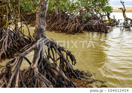 Dense mangrove vegetation meets the sea Dense mangrove vegetation meets the sea 104012454