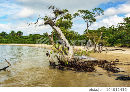 Dry and twisted trees where the mangrove meets the sea 104012456