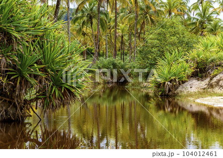 River through the vegetation of the rainforest going towards the sea 104012461