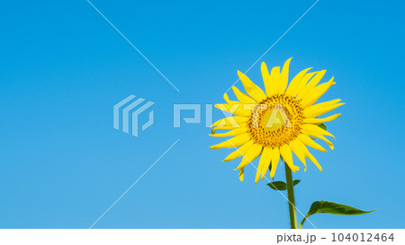 ひまわり ひまわり 104012464