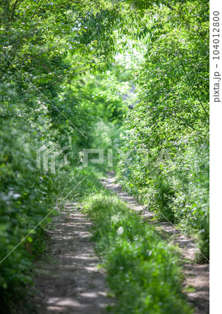Forest road between green bushes Forest road between green bushes 104012800
