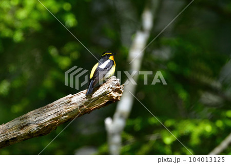 蓼科や軽井沢の初夏の森を彩る黄色とオレンジと黒の鮮やかな美しい小鳥キビタキ 104013125