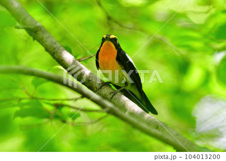 ル	蓼科や軽井沢の初夏の森を彩る黄色とオレンジと黒の鮮やかな美しい小鳥キビタキ 104013200