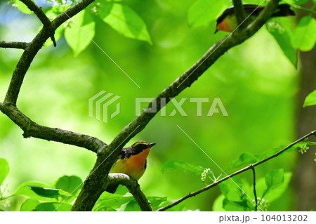 ル	蓼科や軽井沢の初夏の森を彩る黄色とオレンジと黒の鮮やかな美しい小鳥キビタキ 104013202
