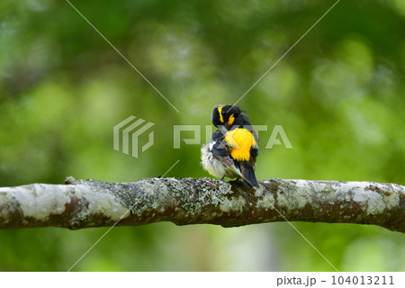 ル	蓼科や軽井沢の初夏の森を彩る黄色とオレンジと黒の鮮やかな美しい小鳥キビタキ 104013211