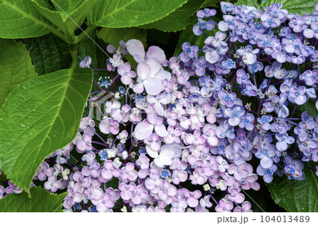 先祖返りしているウズアジサイ(左の花の一部) 先祖返りしているウズアジサイ(左の花の一部) 104013489