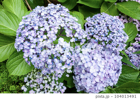 先祖返りしているウズアジサイ(右下の花) 先祖返りしているウズアジサイ(右下の花) 104013491