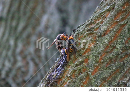 オオスズメバチ 104013556