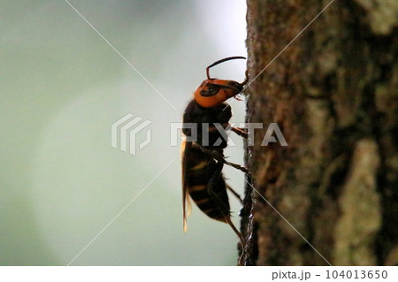 オオスズメバチ 104013650