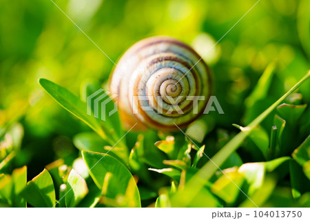 Grape snail on a juniper bush. A useful creation for the garden 104013750