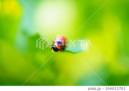 close-up. Macro photography of a Colorado potato beetle eating a potato leaf. close-up. Macro photography of a Colorado potato beetle eating a potato leaf. 104013761