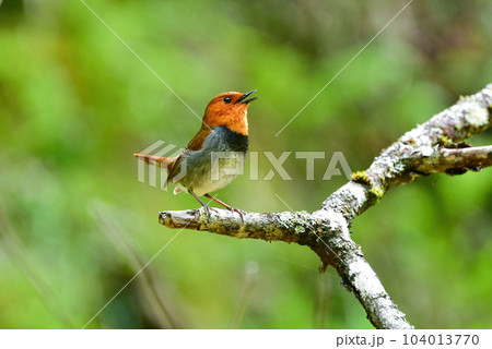 八ヶ岳や日光に訪れるオレンジ色の美しい小鳥、日本の三大鳴鳥コマドリ 104013770