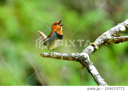 八ヶ岳や日光に訪れるオレンジ色の美しい小鳥、日本の三大鳴鳥コマドリ 八ヶ岳や日光に訪れるオレンジ色の美しい小鳥、日本の三大鳴鳥コマドリ 104013772