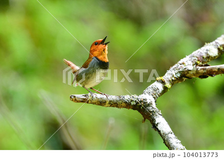八ヶ岳や日光に訪れるオレンジ色の美しい小鳥、日本の三大鳴鳥コマドリ 八ヶ岳や日光に訪れるオレンジ色の美しい小鳥、日本の三大鳴鳥コマドリ 104013773